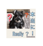 愛犬さらのスタンプです（個別スタンプ：5）