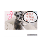 愛犬さらのスタンプです（個別スタンプ：6）