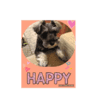 愛犬さらのスタンプです（個別スタンプ：10）