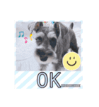 愛犬さらのスタンプです（個別スタンプ：11）
