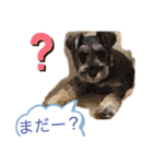 愛犬さらのスタンプです（個別スタンプ：13）