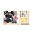 愛犬さらのスタンプです（個別スタンプ：15）