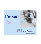 愛犬さらのスタンプです（個別スタンプ：16）