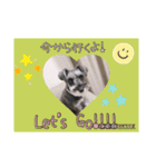 愛犬さらのスタンプです（個別スタンプ：17）