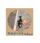 愛犬さらのスタンプです（個別スタンプ：18）