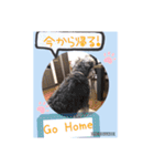 愛犬さらのスタンプです（個別スタンプ：19）