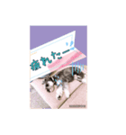 愛犬さらのスタンプです（個別スタンプ：20）