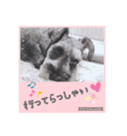 愛犬さらのスタンプです（個別スタンプ：21）