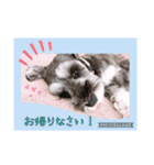 愛犬さらのスタンプです（個別スタンプ：22）