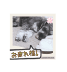 愛犬さらのスタンプです（個別スタンプ：23）
