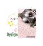 愛犬さらのスタンプです（個別スタンプ：24）