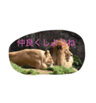 動物園に行こうよ（個別スタンプ：8）