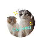 スコキャット2（個別スタンプ：1）