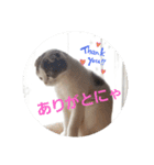 スコキャット2（個別スタンプ：2）