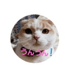 スコキャット2（個別スタンプ：3）