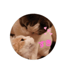 スコキャット2（個別スタンプ：4）