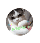 スコキャット2（個別スタンプ：7）
