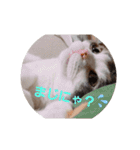 スコキャット2（個別スタンプ：8）
