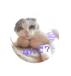 スコキャット2（個別スタンプ：10）