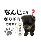テンしゃんstamp（個別スタンプ：7）