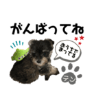 テンしゃんstamp（個別スタンプ：8）