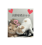 マロンとももたんの日常（個別スタンプ：7）