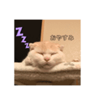 マロンとももたんの日常（個別スタンプ：8）