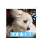 My Angel みるく♡（個別スタンプ：3）