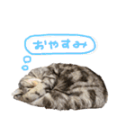 とろしゃしゃの毎日 みんな使える編（個別スタンプ：2）