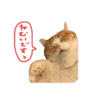 とろしゃしゃの毎日 みんな使える編（個別スタンプ：3）