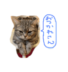 とろしゃしゃの毎日 みんな使える編（個別スタンプ：8）
