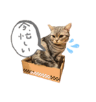 とろしゃしゃの毎日 みんな使える編（個別スタンプ：11）