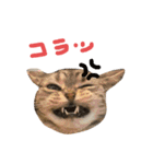 とろしゃしゃの毎日 みんな使える編（個別スタンプ：12）
