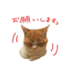 とろしゃしゃの毎日 みんな使える編（個別スタンプ：17）