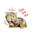 とろしゃしゃの毎日 みんな使える編（個別スタンプ：18）