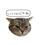 とろしゃしゃの毎日 みんな使える編（個別スタンプ：21）