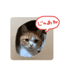 とろしゃしゃの毎日 みんな使える編（個別スタンプ：24）