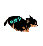 犬と馬 dog＆horse（個別スタンプ：1）