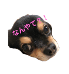 犬と馬 dog＆horse（個別スタンプ：2）