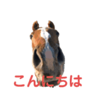 犬と馬 dog＆horse（個別スタンプ：3）