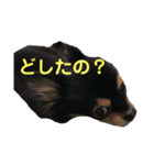 犬と馬 dog＆horse（個別スタンプ：4）