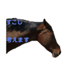 犬と馬 dog＆horse（個別スタンプ：6）