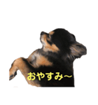 犬と馬 dog＆horse（個別スタンプ：7）