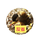 MI KUMASAN（個別スタンプ：8）