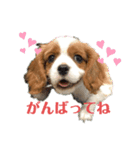 キャバリアのルイちゃん（個別スタンプ：6）