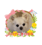 チワワのナナ（個別スタンプ：1）