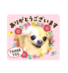 チワワのナナ（個別スタンプ：5）