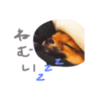 ぺこぺこの日常2（個別スタンプ：4）