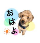 木内家の犬たち（個別スタンプ：1）