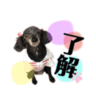 木内家の犬たち（個別スタンプ：2）